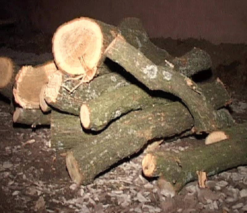 Prinşi cu lemn tăiat ilegal din pădure